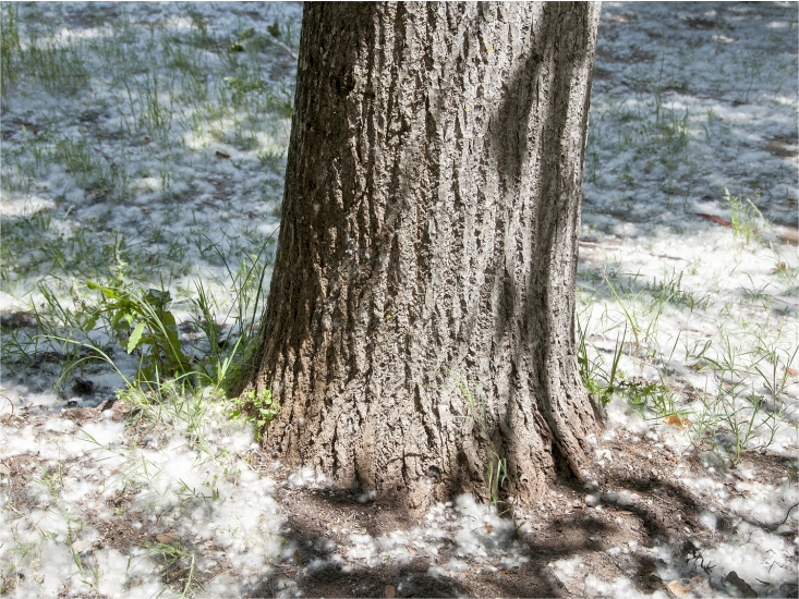 1715132194786819.png 柳絮楊棉.png