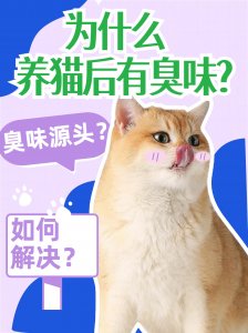 養(yǎng)貓后為什么有臭味？源頭在哪？如何解決？